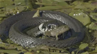 Snake eats little frog / Cobra come rã pequena / Schlange frisst kleinen Frosch