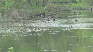 Гуси делят территорию