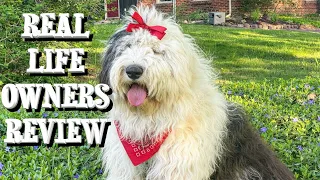 Old English Sheepdog Owners Review