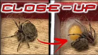 How Spiders Lay Eggs | Paano Mangitlog ang Gagamba (ORB WEAVER)