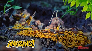 Amazing slime mold | Fluttering Leaves