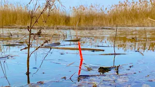 ВЕСЕННИЙ ЖОР карася В ЛУЖЕ НА ГЛУБИНЕ 1 м рыбалка весной 2023