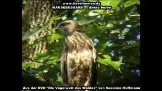 Der Mäusebussard im Wald - Buteo buteo