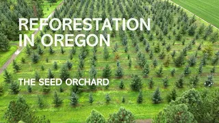 Reforestation in Oregon: The Seed Orchard