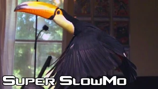 Toucan flying in Super Slow Motion!