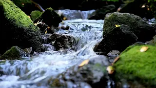 Gentle Stream Sounds | Relaxing Stream Sounds use for Relaxation, Sleep, insomnia