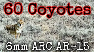 60 Coyotes Down 6mm ARC AR-15 Suppressed (EPIC DAYTIME HUNTING)