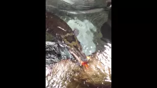 Alligator Gar Eating a Giant Goldfish