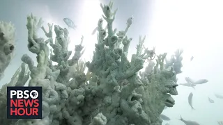 Record-breaking ocean heat triggers massive coral reef bleaching