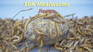 10 000 Mealworms Vs. Jicama