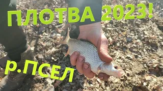 Псьол 2023! Перша плітка! Весна, фідер, природа.....