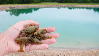 Catching Crawfish For My New Ponds!