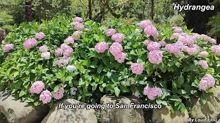 Scott McKenzie  San Francisco (Be Sure To Wear Flowers In Your Hair)杉林溪繡球花季