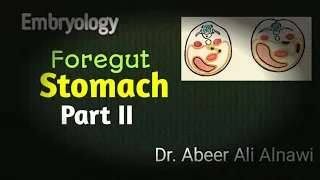 Embryology/Development of the stomach/ Part II. Dr. Abeer Ali Alnawi