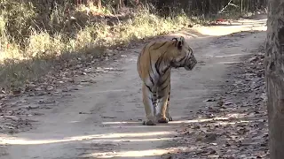 Tadoba Buffer zone Aagrzari / tiger 🐯 roar created by Av