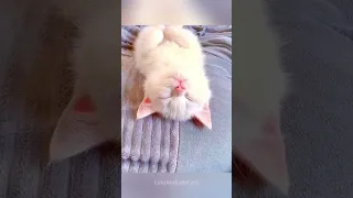 cute cats and funny kittens