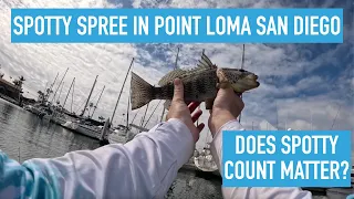 Point Loma San Diego Spotted Bay Bass Fishing Spree | Spotty Count: 9 #fishing #bassfishing #fish