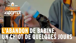 Un bébé chiot est abandonné dans un parc parisien - Animaux à adopter