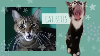 Cat Love Bites vs. Real Cat Biting