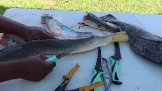 CLEANING AND FILLETING ALLIGATOR GAR 2022