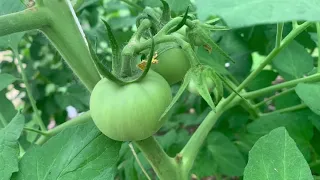 My indeterminate tomatoes are growing fast.