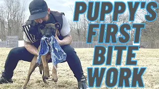 PUPPY'S FIRST BITEWORK!! 11 WEEK OLD BELGIAN MALINOIS // ANDY KRUEGER // FRENCH RING TRAINING