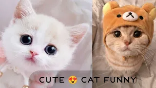 funny animals ,baby's and cute cat, funny animals, cat videos and Jock