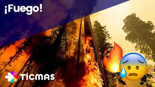 INCENDIOS FORESTALES 🔥 Por qué se producen y consecuencias 🔥