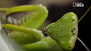 L'invasion des mantes religieuses