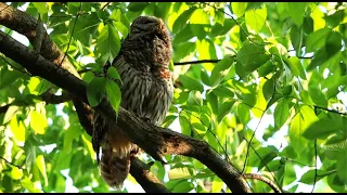 Barred owl pair calling - May 10, 2020