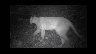 Officials warn of mountain lion sightings in Hillsborough
