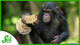 These Chimps Treat Each Other’s Wounds... with Bugs