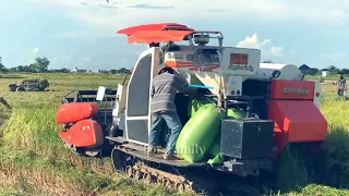 Farmer Harvesting Rice  Kubota Harvester Working Skills  #tractor #harvest #farming #2024