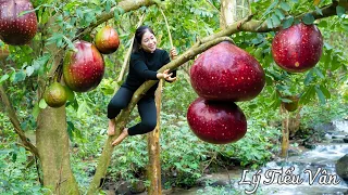 How to harvest Red Fig & Goes to the market sell - Harvesting and Cooking || Daily Life