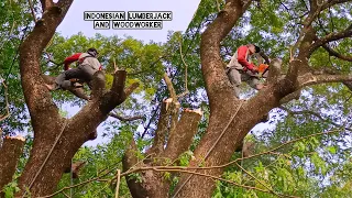 Trembesi Everyday !! Cut down the trembesi tree above the baby's grave.