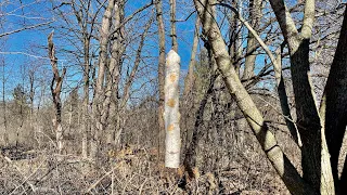 Solving Woodpecker Problems // Bog Life