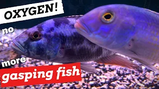 My BEST Fish Tank OXYGEN Tips *Gasping Fish - Fix it FAST!*