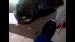 Raccoon Knocking.....AGAIN?