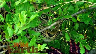 WildEarth - Sunset Safari - 5 May 2020