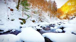 Calming Water Stream sounds in WINTER morning forest.