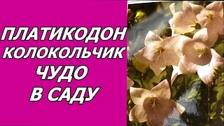 Платикодон - широкий колокольчик . Необычный цветок для сада. Посадка, уход, размножение, полив