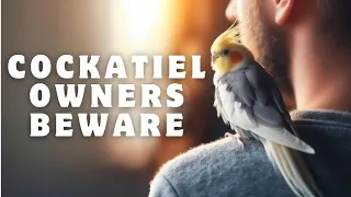 Cockatiel Owners Beware: 10 Mistakes You Don’t Want to Make