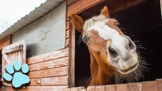 The Funniest Horse Videos of 2018 | Funny Animal Compilation