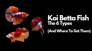 Koi Betta Fish - The 6 Types (And Where To Get Them) 🐟