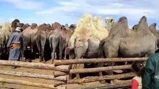 Заготовка верблюжьей шерсти в Монголии
