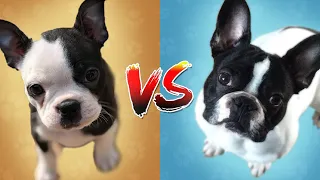 Top Dog : French Bulldog VS Boston Terrier