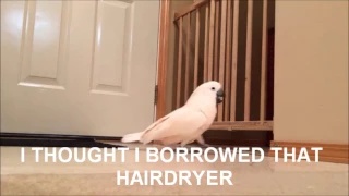 Gotcha With Subtitles (By Gotcha The Cockatoo)