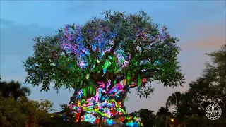 Disney's Animal Kingdom 2021 Evening Walkthrough in 4K | Walt Disney World 50th Anniversary Florida