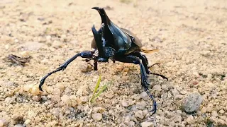 Beetles fighting insects Coleoptera Endopterygota Animals fight insects fighters Rhinoceros beetle