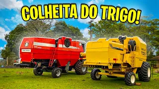 VAI COMEÇAR A COLHEITA DO TRIGO! * Vamos colher com a MF34!